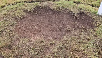 Stump Grinding for Anchor & Grind Stump in Chesapeake, VA