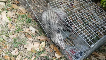 Armadillo Control for Toppers Wildlife Removal in Garland, TX