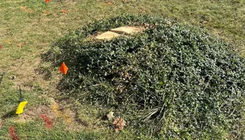 Stump Removal for Mad Dust Stump Grinding in Howard County, MD