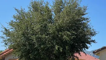 Tree Removal for A to Z Grounds Keeping in Sierra Vista, AZ