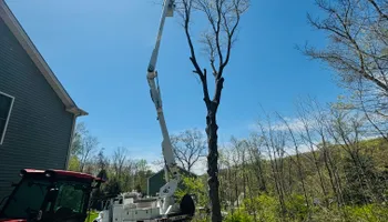 Tree Removal for Hennessey Tree & Landscape LLC in Oxford,  CT 