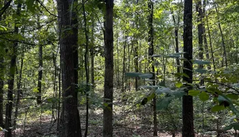 Land Clearing for A.P Land Management in Atlanta, Ga