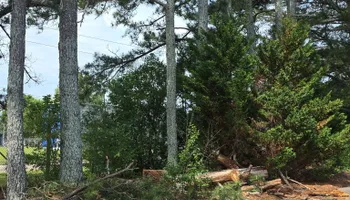 Tree Removal for R&P Tree Service LLC in Greenwood, SC