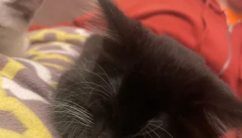 Plumbing Remodels for Mr. Pipe Dreams LLC in Colorado Springs, CO