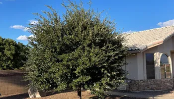 Tree Removal for A to Z Grounds Keeping in Sierra Vista, AZ