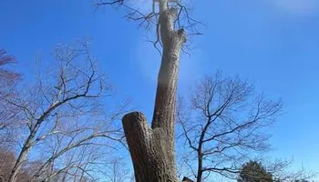 Tree Work for Baboosic Tree & Landscape in Merrimack, NH