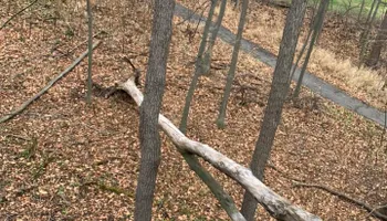 Tree Removal for Ramirez Tree Care in Pontiac, Michigan