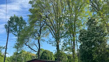 Tree Removal for Brooks Tree Service in Casar, NC
