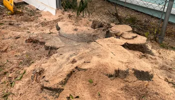 Stump Grinding for Busy Beaver Stump Removal, Inc in Clearwater, FL