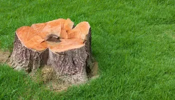 Tree Removal for Canopy Tree Service in Kenosha, WI