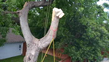 Tree Removal for Marvelous Marvin's Tree Care in Garland, TX