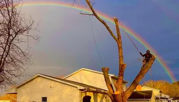 Tree Removal for Licensed to Cut Tree Service in Athens, PA