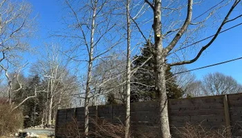 Tree Removal for Silver City Tree Service in Taunton, MA