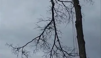 Tree Removal for Complete Care in Cumberland Gap, TN