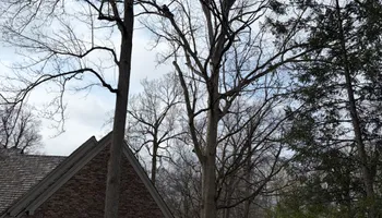 Tree Removal for Village Tree Service  in Whitestown, IN