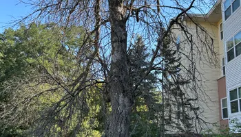 Tree Removal for Allstate Tree Service and Crane in Minneapolis, MN