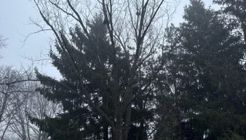 Tree Removal for Fransen's Tree Service  in Freeport, IL