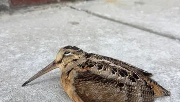 Weddings for Caro's Cuisine in Boston, MA