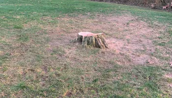 Tree Removal for Optimum Tree Service And Landscaping in Bowling Green, KY