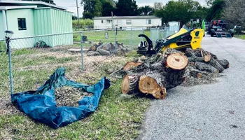 Tree Removal for Elevation Tree Service in Holiday, FL