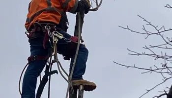 Tree Removal for Village Tree Service in Whitestown, IN