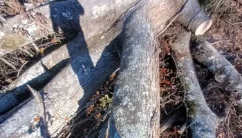General Handyman Services for Goliath Tree Maintenance and Haul Away in Seneca, SC