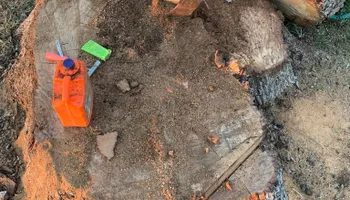 Tree Pruning for Braun Tree Service  in Floresville, Texas
