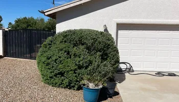 Tree Removal for A to Z Grounds Keeping in Sierra Vista, AZ