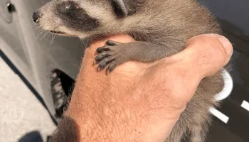 Raccoon Control for Magnolia Wildlife Solutions  in  Collierville, TN