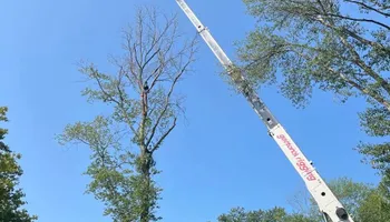 Tree Removal for Melnyk’s Tree Service in Salem County, NJ