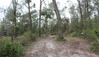 Tree Trimming for American Tree Masters in Alvin, TX