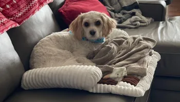 Plumbing Remodels for Mr. Pipe Dreams LLC in Colorado Springs, CO