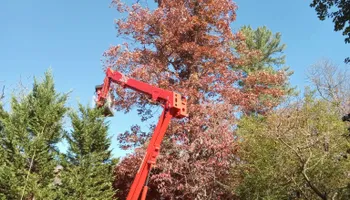 Tree Removal for Smith Tree Experts in Palmyra, VA