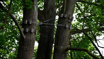 Tree Removal for Gray's Tree Service Inc in Maurertown, VA