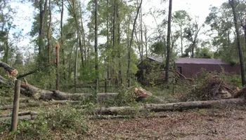Tree Trimming for American Tree Masters in Alvin, TX