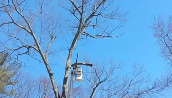 Tree Work for Baboosic Tree & Landscape in Merrimack, NH