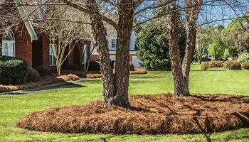 Lawn Clean Up for Healthy Roots Landscaping in Apex, NC