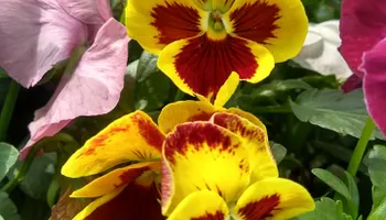 Lawn Maintenance for Green City Landscape and Lawn Care LLC in Mesquite, TX