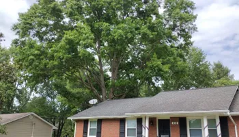Tree Removal for Rush Tree Specialist in Knoxville, TN