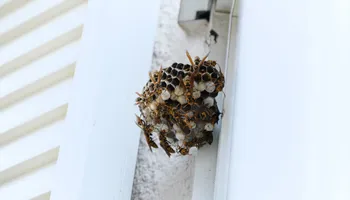 Pest Control Management for Pest Control Management in Montgomery County, PA