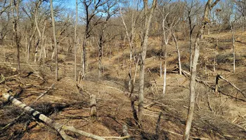 Wildlife & Hunting Property Management for Bluffside Forestry in Cedar Rapids, IA