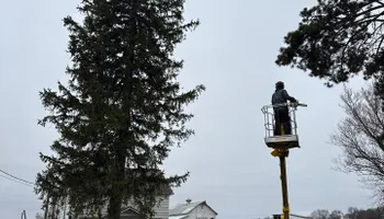 Tree Removal for Fransen's Tree Service  in Freeport, IL