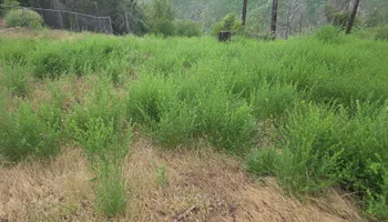 Lot Clearing for Gregg Yard Maintenance in Paradise, CA
