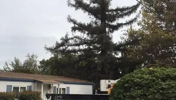 Tree Removal for Lalo's Tree Service in Willows, CA