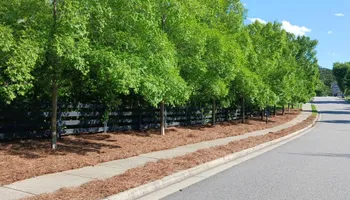 Pinestraw for BAM Another Pinestraw Lot in Flowery Branch, GA