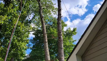 Tree Removal for Highborn Tree Service in Wheatfield, IN