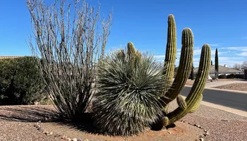 Tree Removal for A to Z Grounds Keeping in Sierra Vista, AZ
