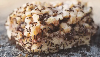 Bed Bug Heating Service for Platinum Pest Control in Spring Hill, FL