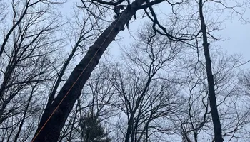 Tree Removal for Merriman's Tree Service in Nineveh,  IN