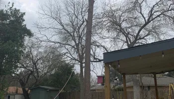 Tree Pruning for Braun Tree Service  in Floresville, Texas